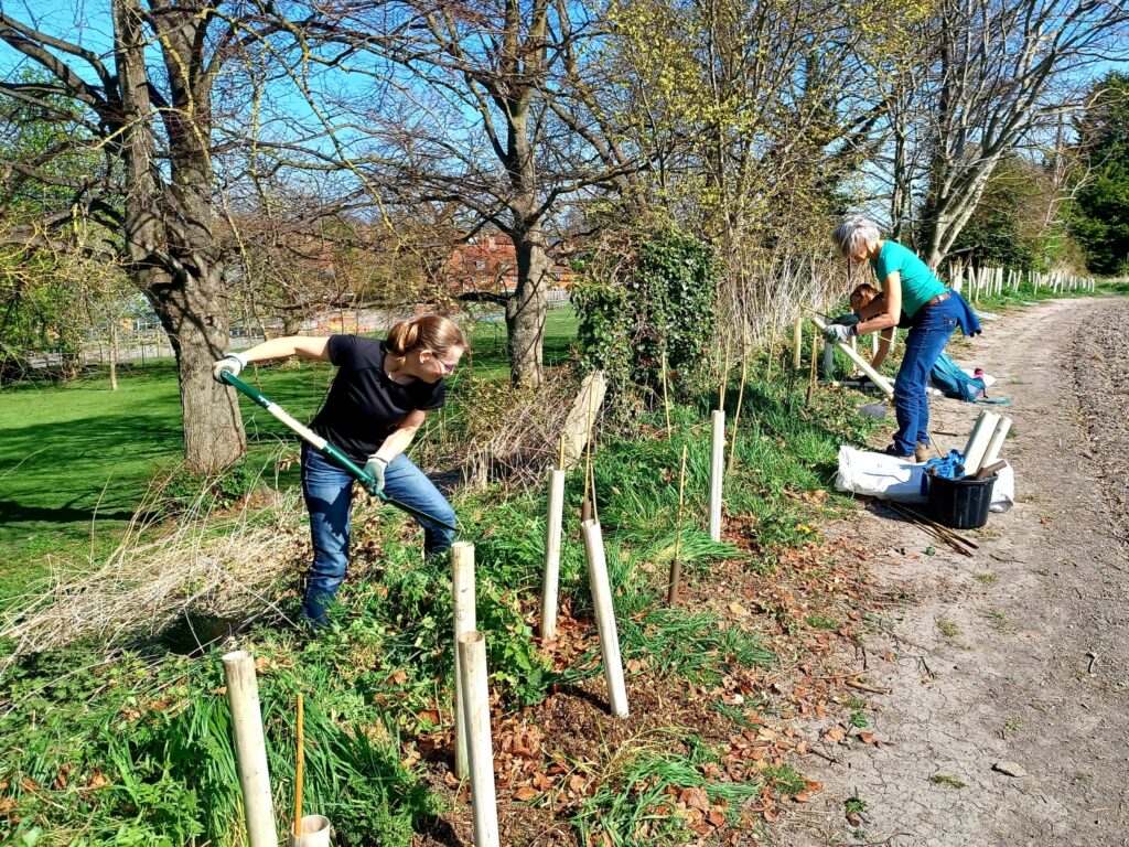 Volunteers maintaining a hedgerow